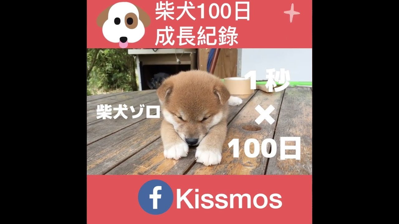 【柴犬成長日誌】柴犬的成長100天，真是好感動!