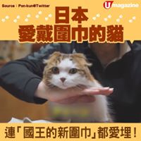 日本愛戴圍的貓