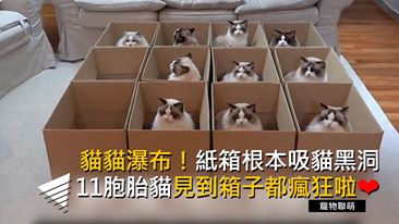 貓貓瀑布！紙箱根本吸貓黑洞 11胞胎貓見到箱子都瘋狂啦