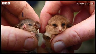 在澳洲森林大火後存活下來的小袋森鼠