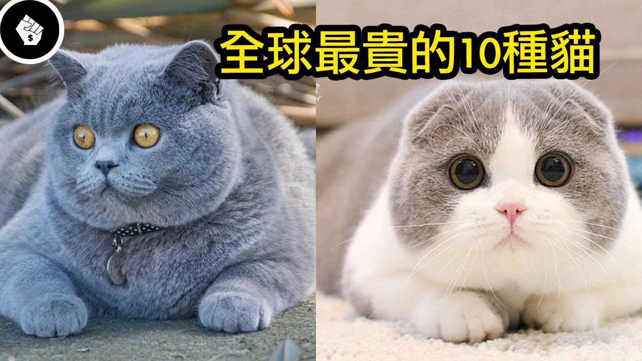 全球最貴的10種貓，牠們都是可愛的代表呀～