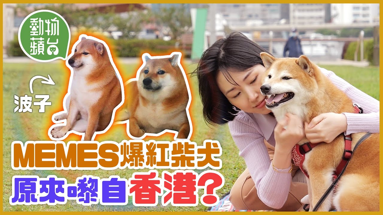 爆紅36萬粉絲Meme柴犬原來嚟自香港！ 紅遍全球生日上新聞